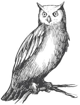 Dibujo búho soberanía nacional