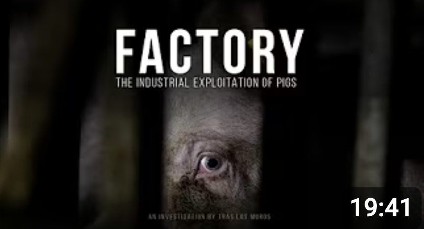  Factoría. La explotación industrial de cerdos. (Maltrato animal)