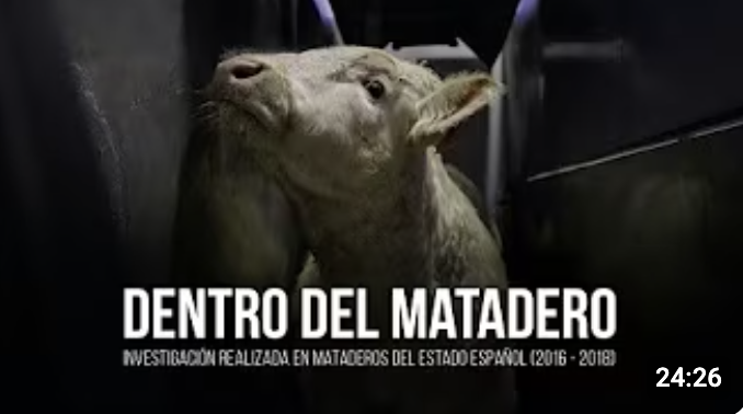  Dentro del matadero: investigación en mataderos del Estado español.