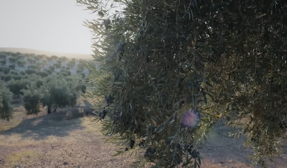 Andaluces contra los parques solares | ARTE.tv Documentales