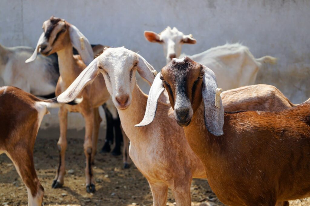 Nueva Cultura Rural
